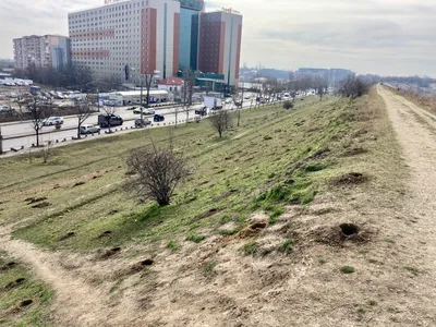 Vor planta 70 de arbori pe aliniamentul râului Dâmboviţa Foto: Parcul Văcărești