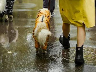 Avertizare meteo: ploi abundente și vânt (sursa: Pexels/Yaroslav Shuraev)