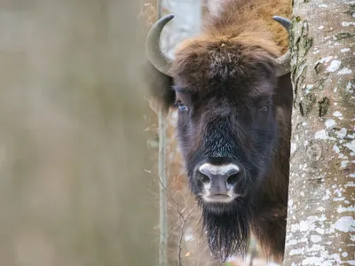 Cum se scarpină pe spate un zimbru? Foto: Facebook Conservation Carpathia