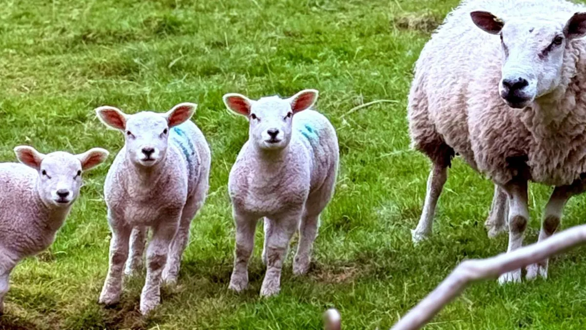Războiul din Iran afectează exportul de ovine (sursa: Pexels/Lens of life photography)