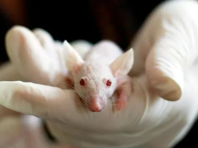 UMF Iași cumpără șoareci de laborator (sursa: Pexels/Pixabay)