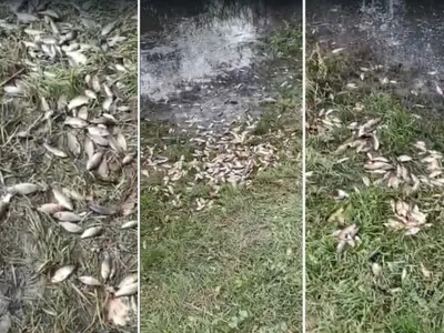 Mii de pești au ajuns în grădinile unor săteni din județul Iași. Primarul acuză localnicii