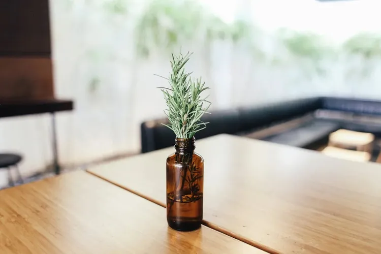 Rozmarinul, aliat în tratarea bolii Alzheimer (sursa: Pexels/Rachel Claire)