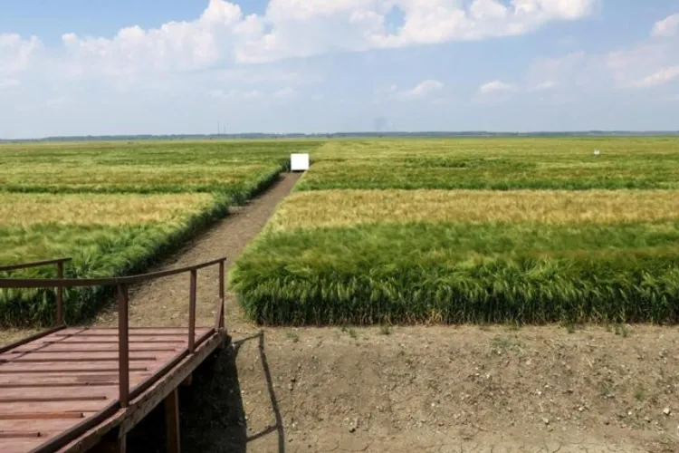 Războiul agricol dintre România și UE (sursa: ziaruldeiasi.ro)