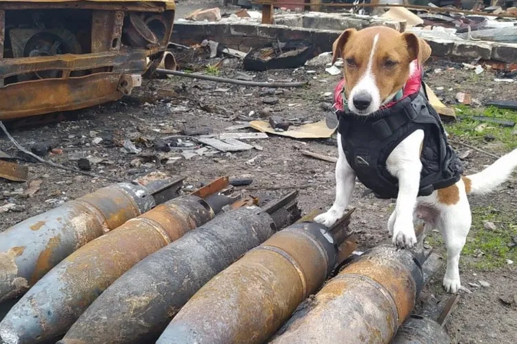 Patron, câinele genist din Ucraina, a primit premiul Palm Dog, la Cannes Foto: Twitter