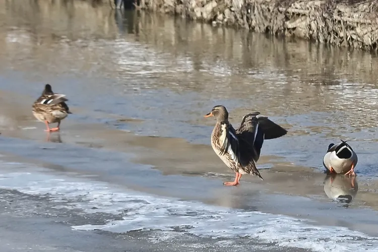 Deltă urbană la întâlnirea a două râuri în Iași (sursa: ziaruldeiasi.ro)