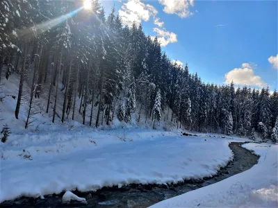 Noul Cod Silvic, bătălia copaci - oameni (sursa: Facebook/Romsilva)