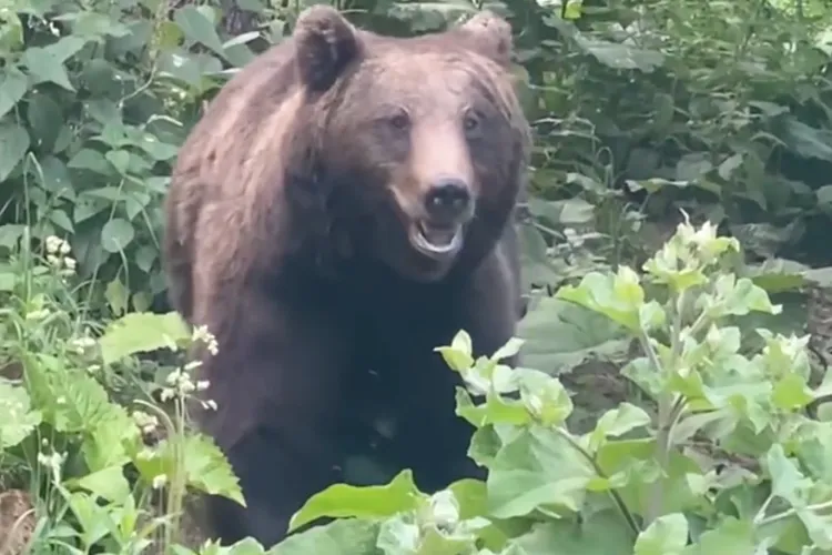 Slovacia, Italia tratează urșii cu pușca (sursa: Facebook/Regia Nationala a Padurilor - Romsilva)