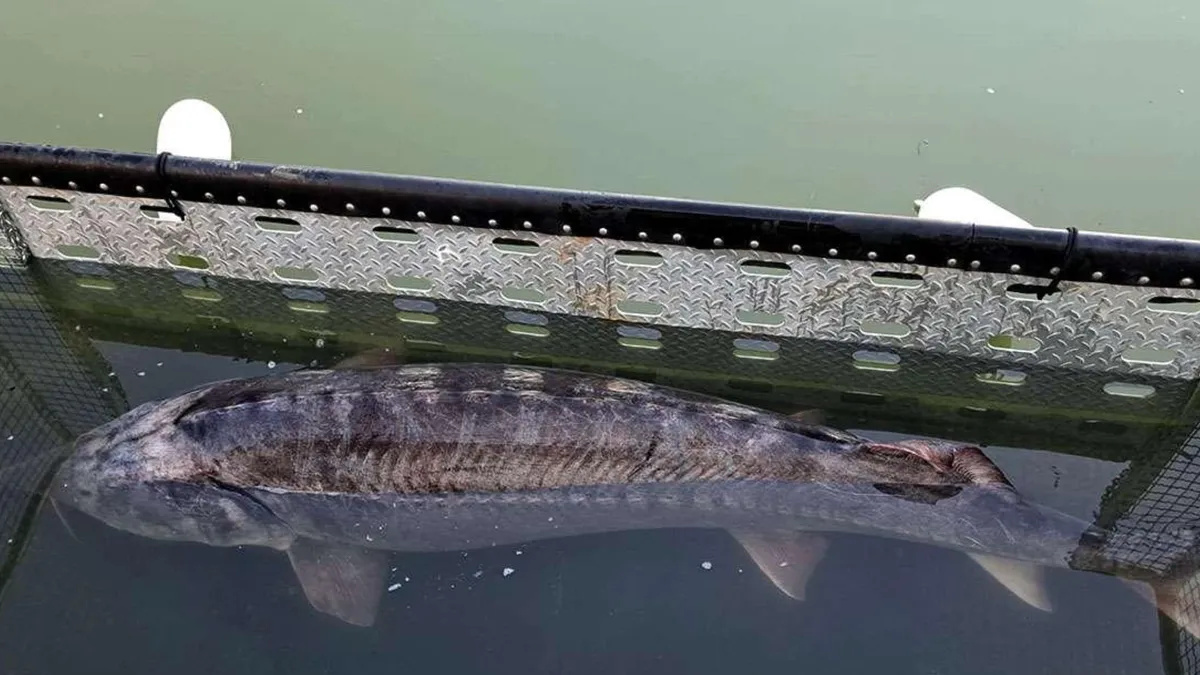 Interzis la pescuit, sturionul sălbatic braconat se vinde la liber în restaurante în Deltă (sursa: Poliția de Frontieră)