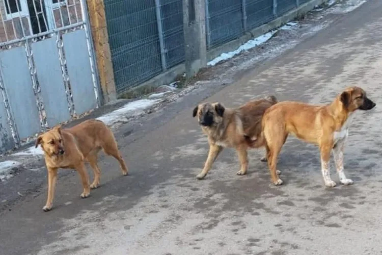 Femeie omorâtă de o haită de câini Foto: Captură video