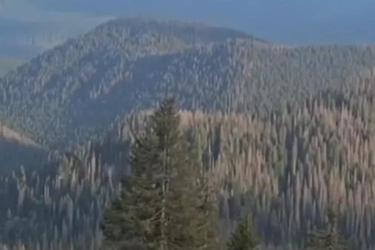 Gândacul de scoarță devastează pădurile României (sursa: Facebook/Abrudean Mircea)