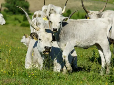 Carnea, ouăle şi produsele lactate, esențiale Foto: Ferma Cobor