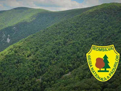 Angajații Romsilva luau prime uriașe deși direcția în care lucrau avea pierderi imense Foto: Gazarul