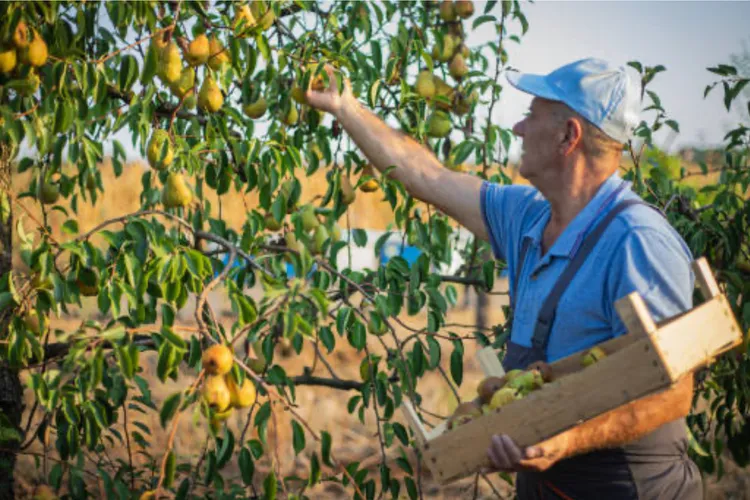 Culegători de pere în Olanda, salarii atractive (sursa: ziaruldeiasi.ro)