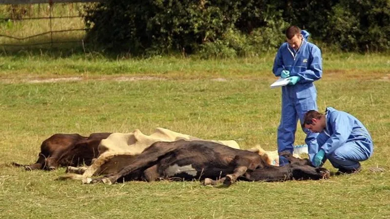 Posibil focar de antrax lângă Iași (sursa: ziaruldeiasi.ro)