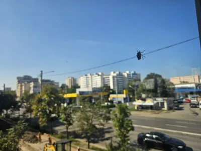 Ploșnițele nu sunt periculoase pentru om (sursa: ziaruldeiasi.ro)