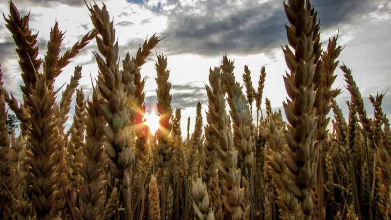 Cerealele ucrainene, interzise în Polonia, Ungaria (sursa: pexels.com/LilacDragonfly)