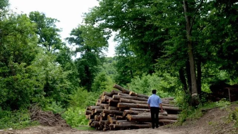 Misterul pădurii dispărute de la Socola (sursa: ziaruldeiasi.ro)