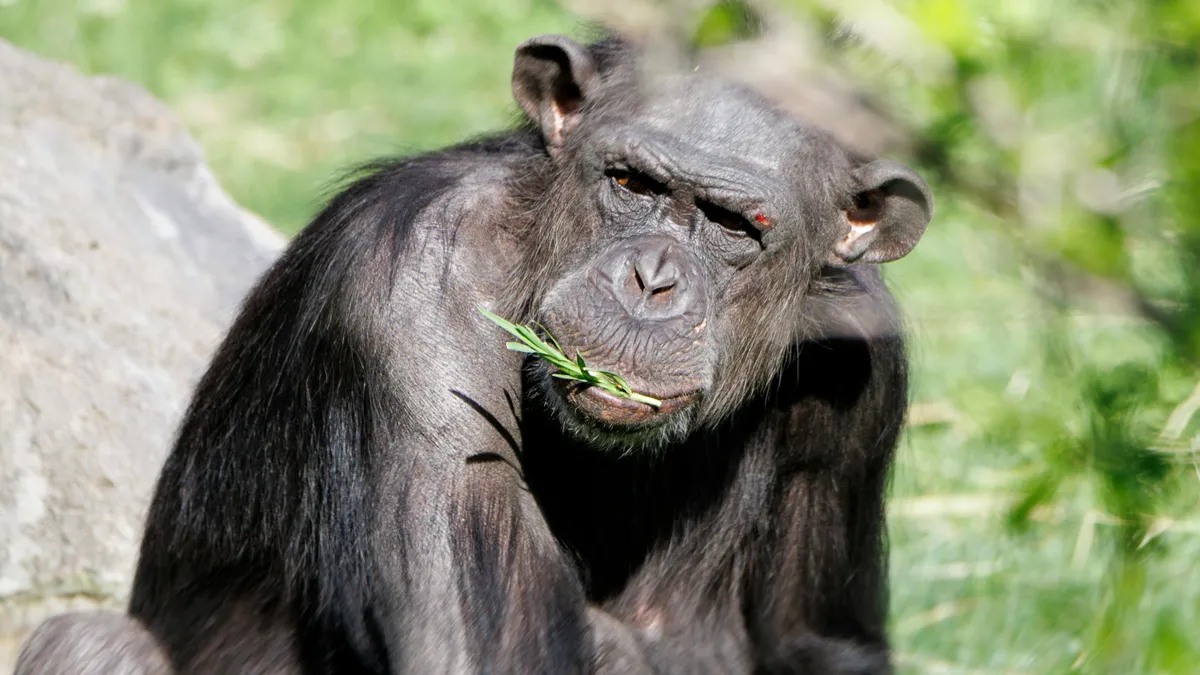 Imitația la cimpanzei explică cultura umană (sursa: Pexels/Guerrero De la Luz)