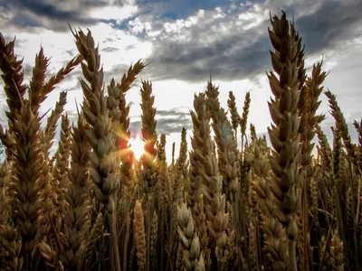 Cerealele ucrainene, interzise în Polonia, Ungaria (sursa: pexels.com/LilacDragonfly)