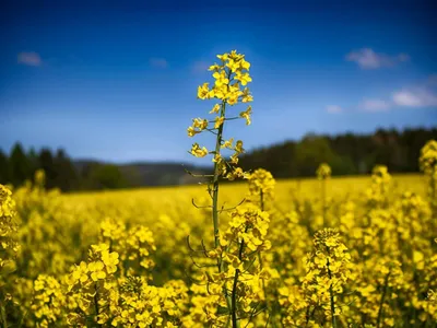 Fermierii încep să-și schimbă strategiile agricole (sursa: Pexels/Tim)