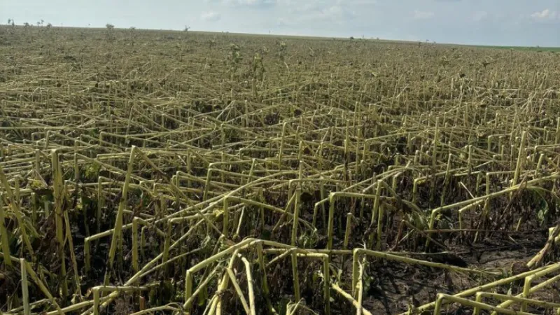 Grindină extremă, sute de hectare secerate (sursa: ziaruldeiasi.ro)