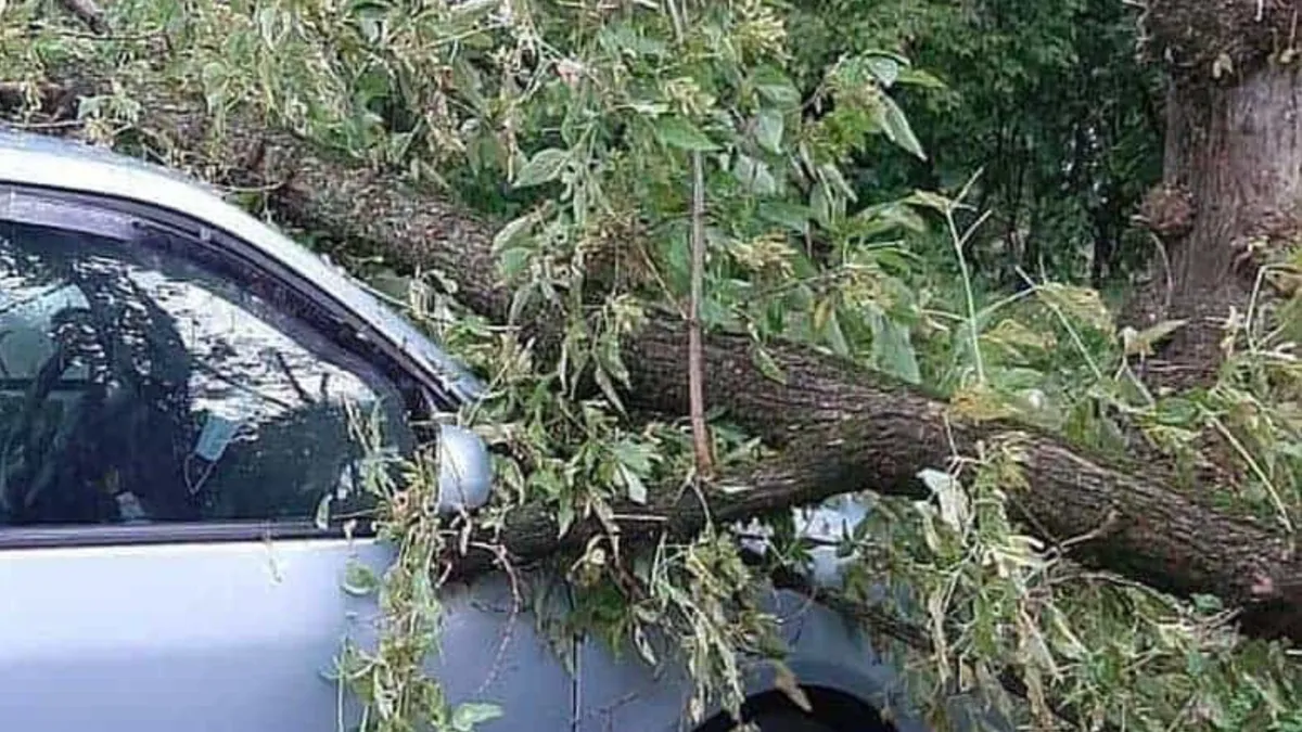 Daune pentru mașină avariată de copac (sursa: ziaruldeiasi.ro)