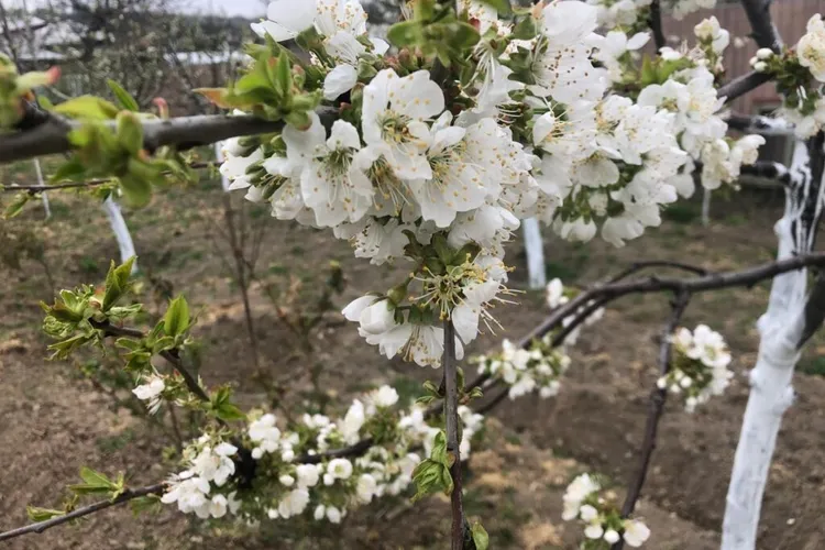 Înghețul de primăvară distruge multe livezi (sursa: ziaruldeiasi.ro)