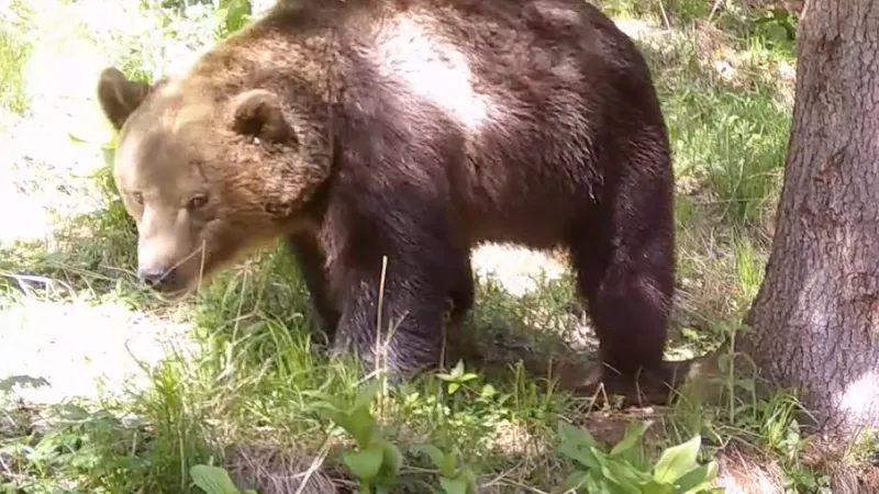 Ursul ucigaș din Bucegi, agresivitate extremă (sursa: Facebook/Parcul Național Retezat National Park)