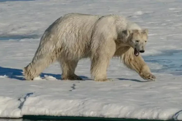 Urs polar rar, împușcat în Islanda (sursa: BBC)