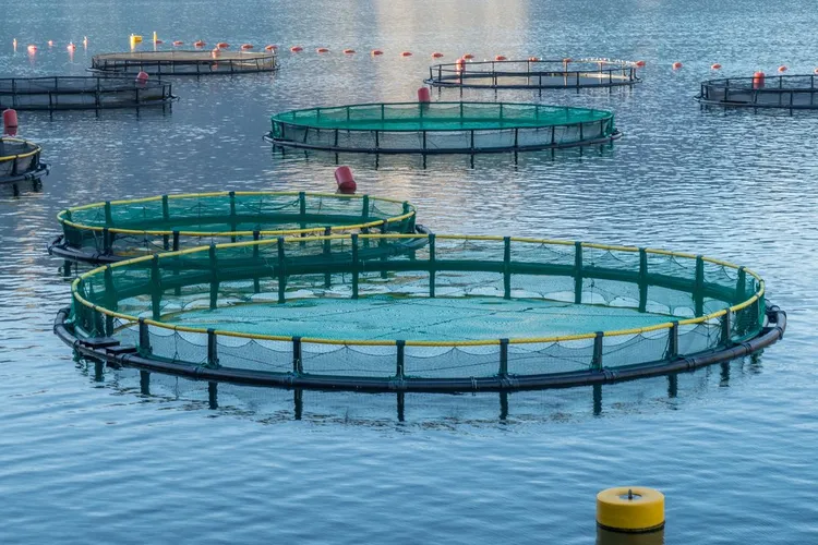 Primele ferme marine în Marea Neagră (sursa: Facebook/Mircea Fechet)