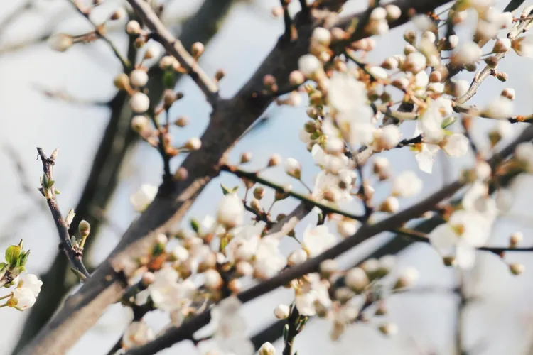 Înghețul din martie amenință pomii înfloriți (sursa: Pexels/zarif bir şiir)