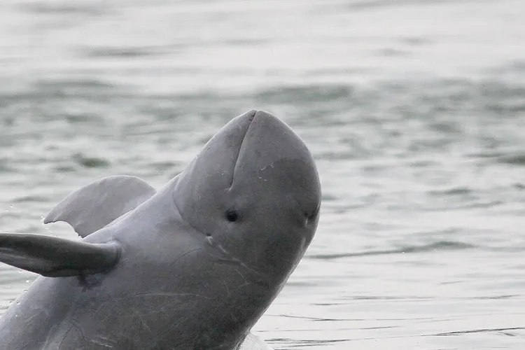 Premierul abrogă o lege care proteja o specie de delfin Foto: WWF