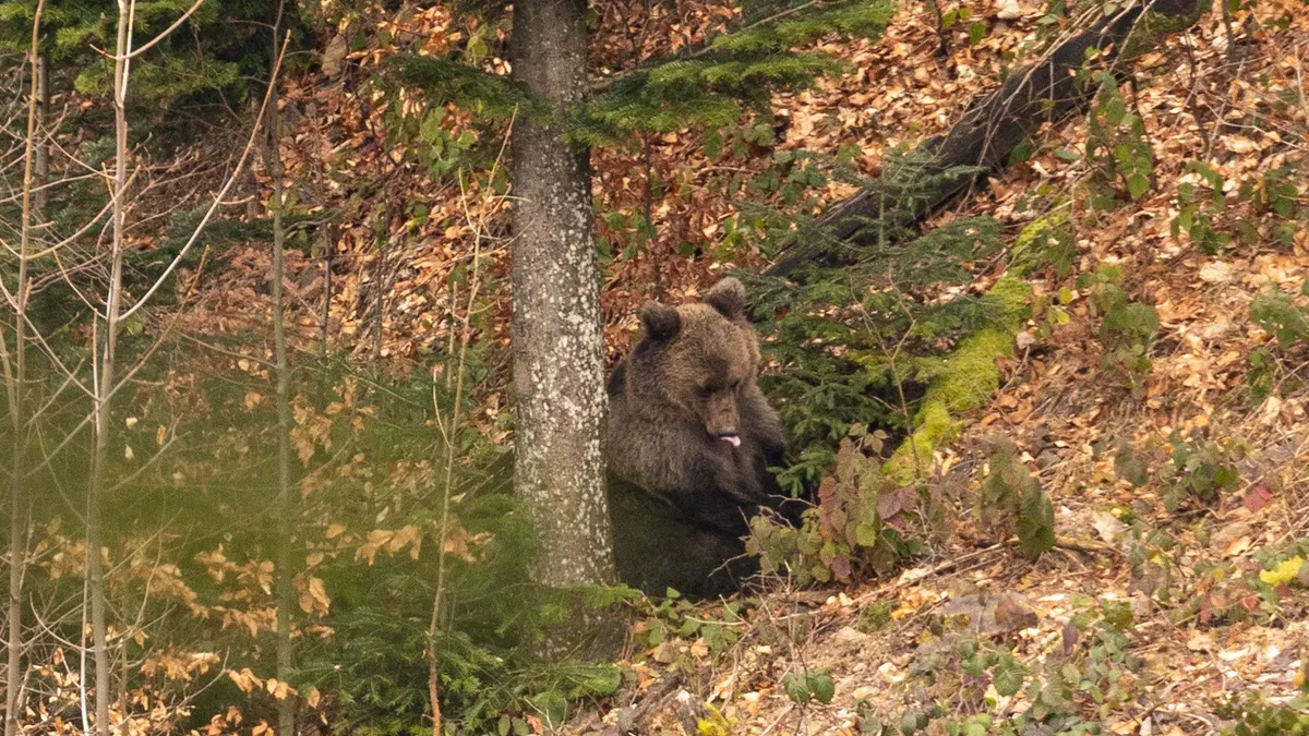 Urs foarte agresiv, împușcat în Harghita (sursa: Facebook/Romsilva)