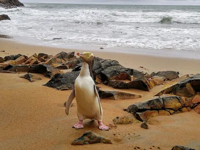 Hoiho, pinguinul desemnat „Pasărea anului” (sursa: Facebook/Yellow-eyed Penguin Trust)