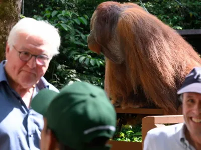 Președintele Germaniei și-a întrerupt, brusc, discursul, ca să nu-l streseze pe Edwin. Orangutanul-vedetă dintr-o rezervație din Borneo a venit să-l vadă pe Steinmeier Foto: Twitter