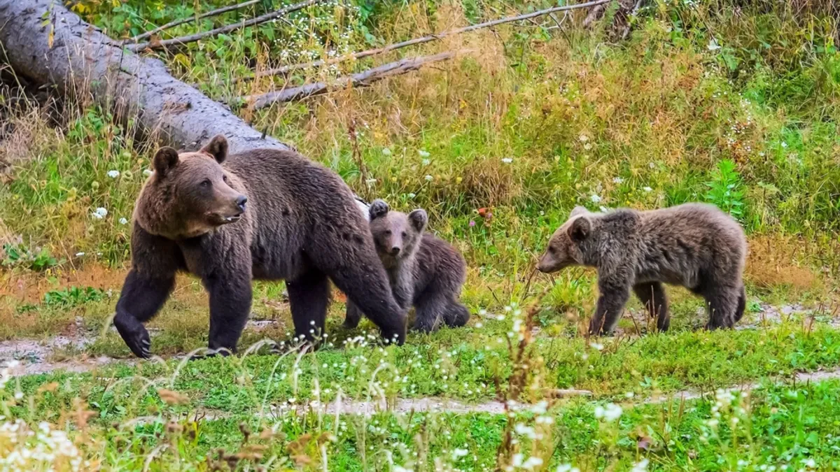 În România sunt 10-12.000 de urși, susține ministrul Mediului Foto: Facebook Observatorul de ursi