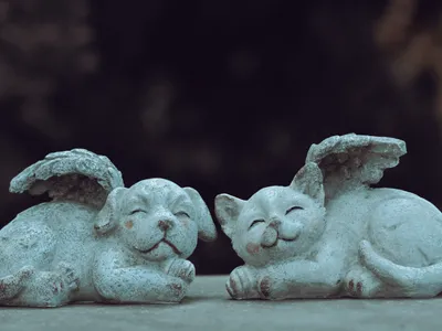 Cimitir pentru animale la Iași: Primăria a aprobat terenul, dar amplasamentul stârnește controverse