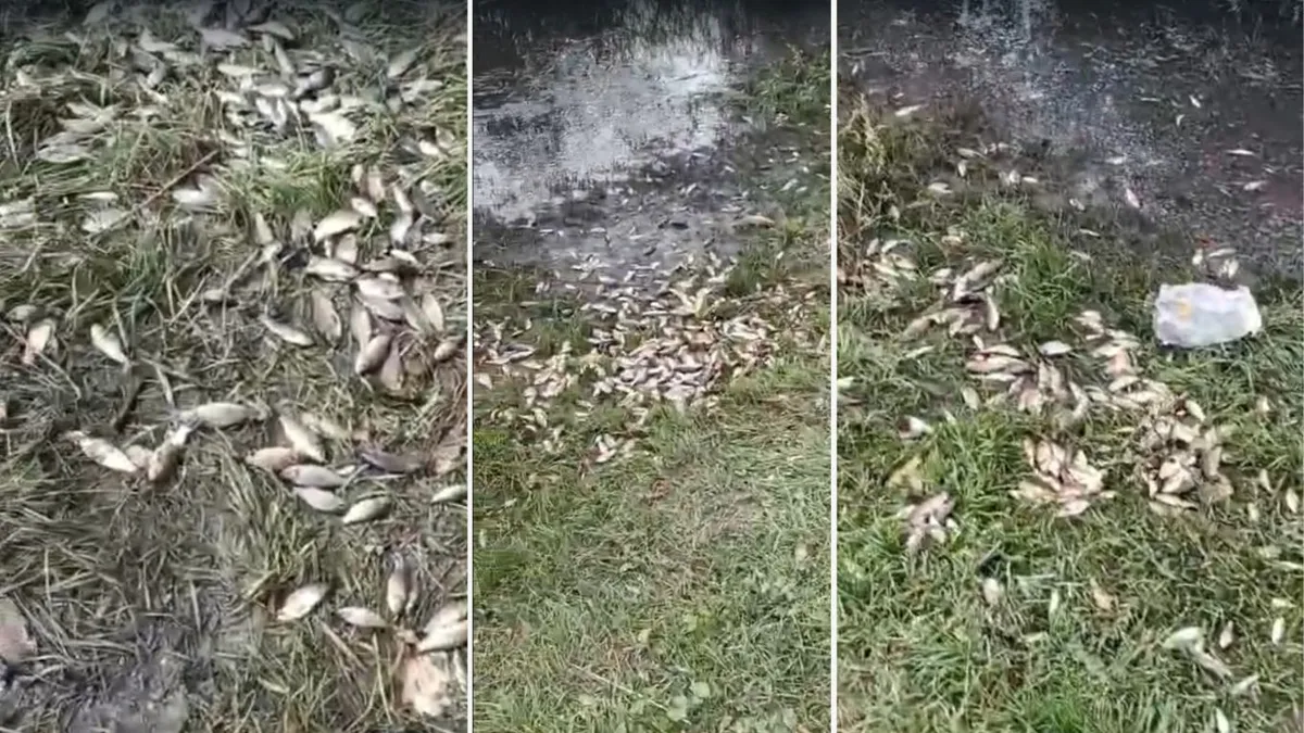 pești în grădinile din comuna victoria, iași