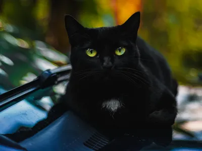 Interdicția adopțiilor pisicilor negre de Halloween (sursa: Pexels/Marcelo Chagas)