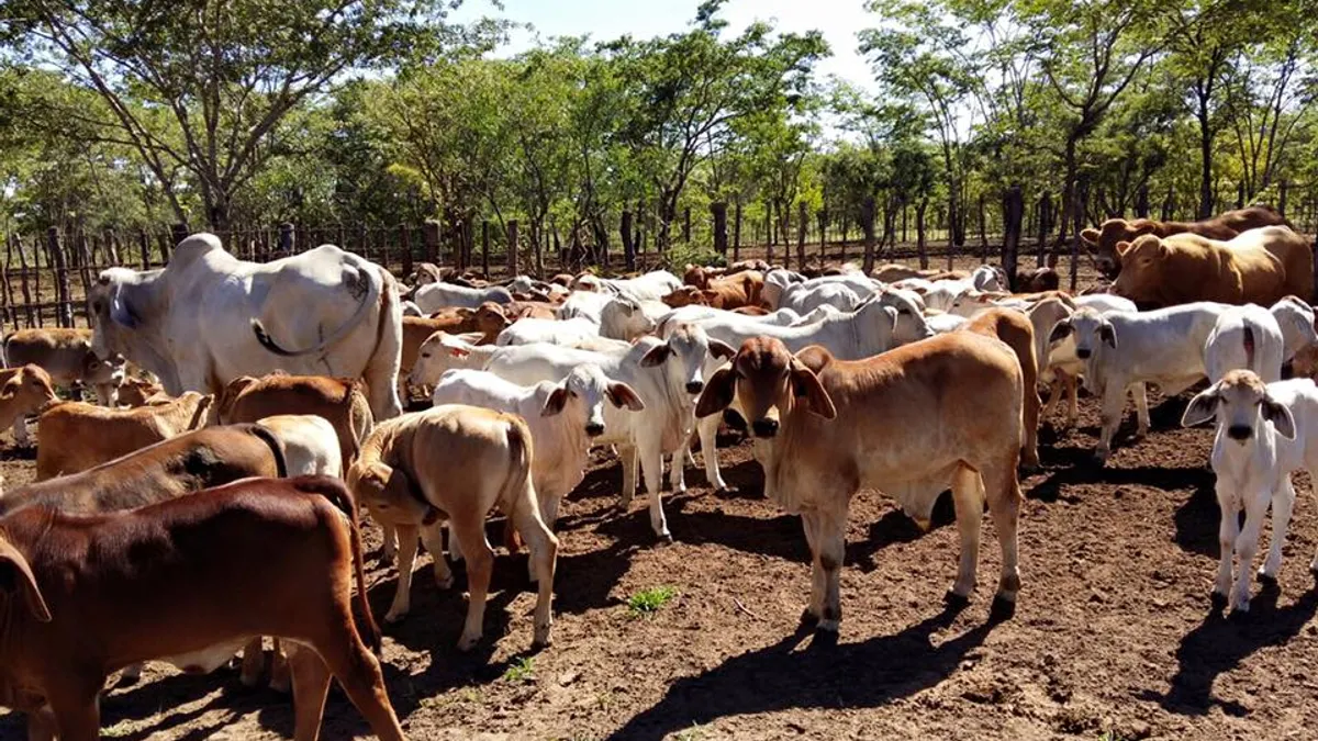 Profiturile marilor producători de carne și lapte, afectate de schimbările climatice Foto: Facebook