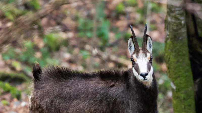 AFM deschide sesiunea de finanţare a Programului privind protecţia speciilor de faună sălbatică Foto: Romsilva