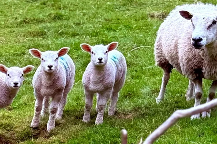 Războiul din Iran afectează exportul de ovine (sursa: Pexels/Lens of life photography)