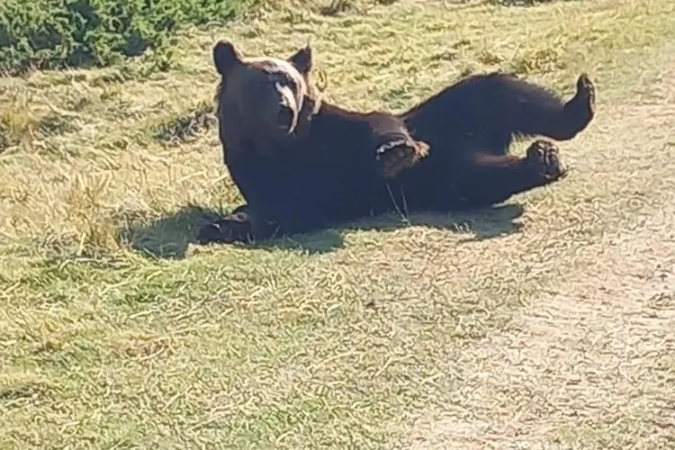 Nimeni nu-l iubește pe ursul Rambo, deși acesta pare că se bucură de pădure Foto: Facebook 