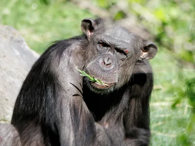 Imitația la cimpanzei explică cultura umană (sursa: Pexels/Guerrero De la Luz)