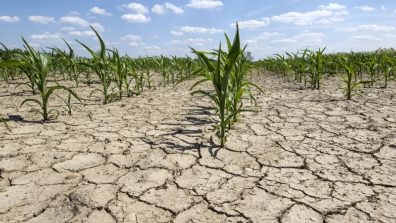 Multe culturi agricole distruse de caniculă (sursa: ziaruldeiasi.ro)