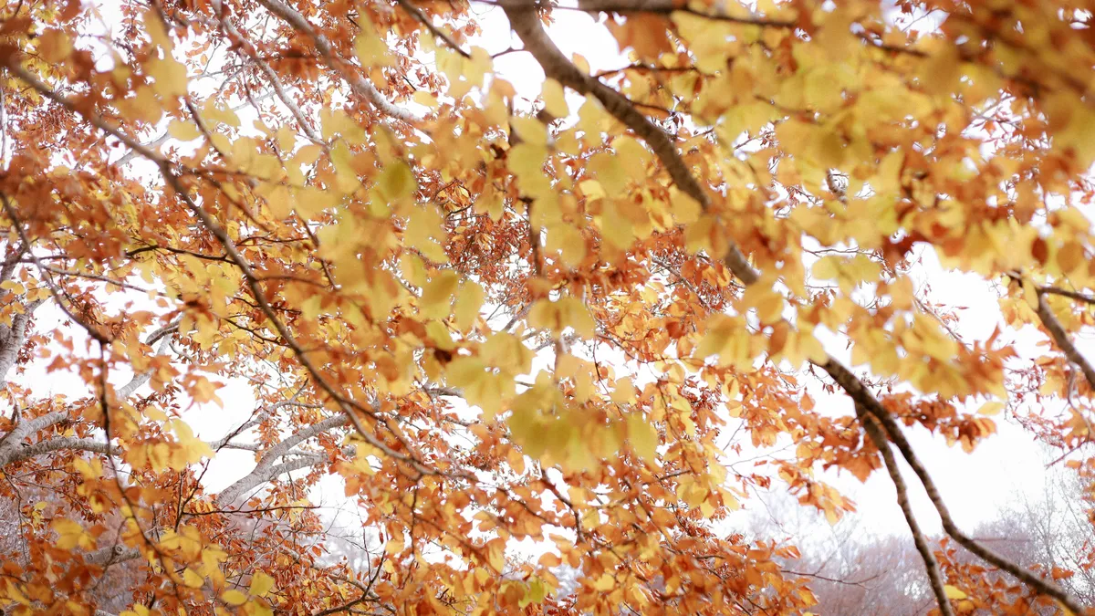 Prognoza meteo pentru luna noiembrie (sursa: Pexels/Nati)