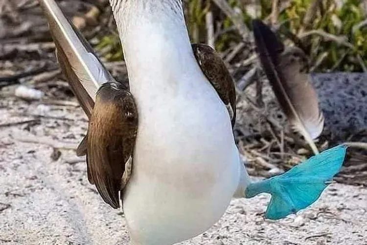 Microplasticele perturbă sistemul digestiv al păsărilor Foto: Facebook