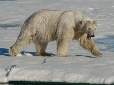 Urs polar rar, împușcat în Islanda (sursa: BBC)