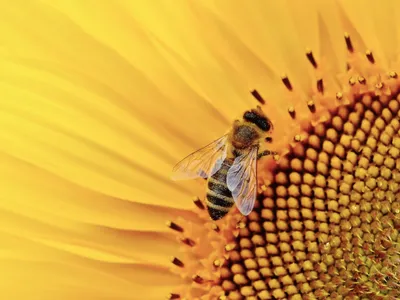 Albinele, în pericol: decimate de pesticide (sursa: pexels.com/Alexas Fotos)